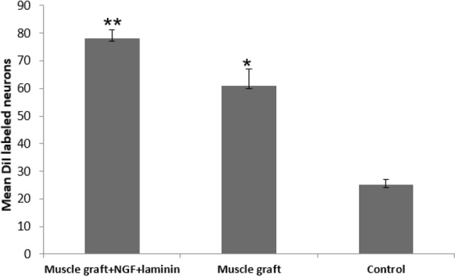 The Effect of Muscle Graft With Nerve Growth Factor and Laminin on Sciatic Nerve Repair in Rats. 
